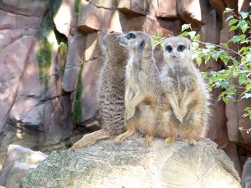 Zoo with meerkats