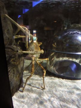 Aquarium big crab (2m)