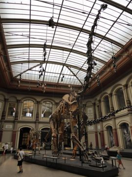Museum fÃ¼r Naturkunde dinosaur