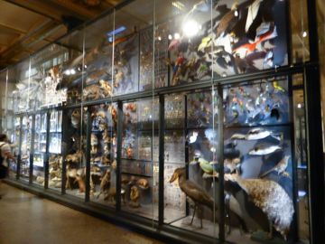 Museum fÃ¼r Naturkunde animals