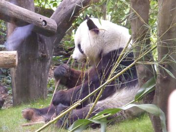 SchÃ¶nbrunn zoo
