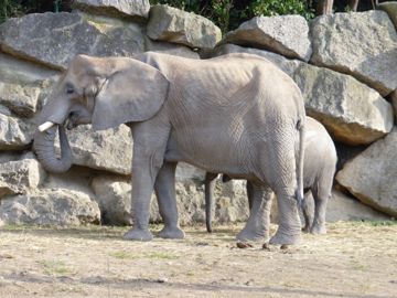 SchÃ¶nbrunn zoo