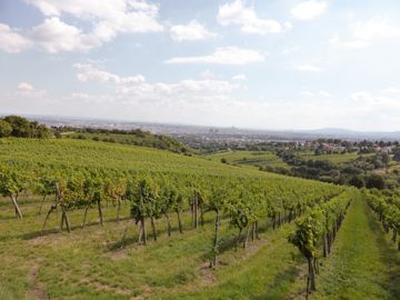 Kahlemberg