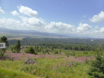 The nature!