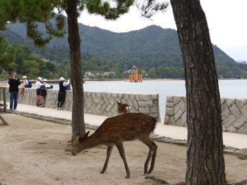 Deer in the island