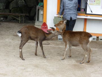 Couple of deer