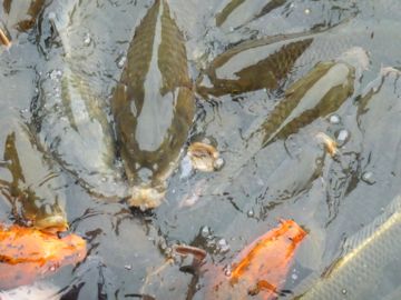 Carp Koi in  NijÅ-jÅ