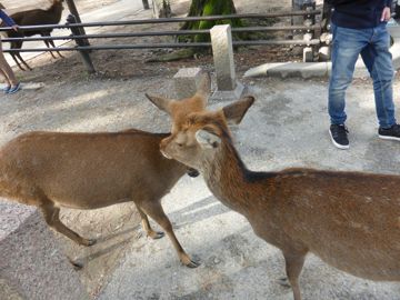 Kawai deer