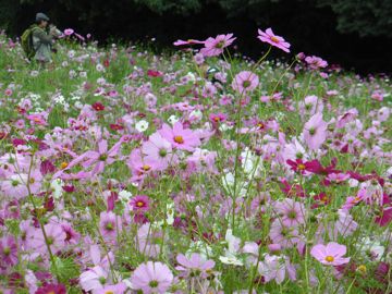 Expo Commemoration Park Cosmo flowers