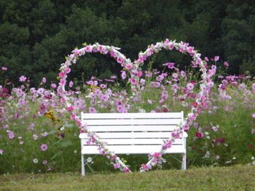Expo Commemoration Park Cosmo flowers