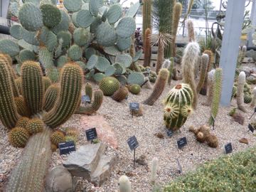 Duthie Park cactus