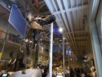 Skeleton of T-Rex