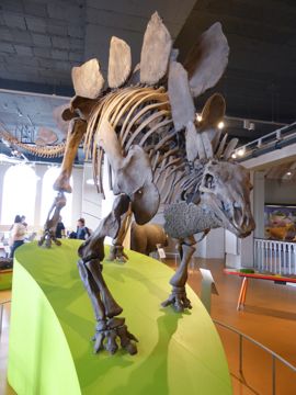 Skeleton of Stegosaurus