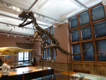 Kelvingrove Museum - skelton of velociraptor
