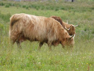 Cow in the park