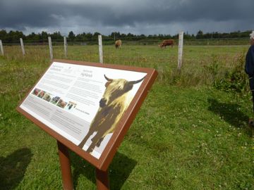 Cow in the Battlefield Culloden