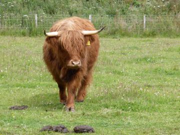 Highland cow
