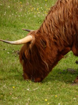 Cow in the Battlefield Culloden