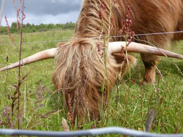 Highland cow