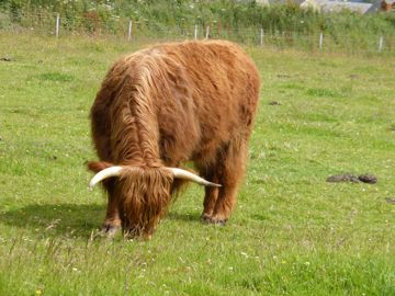 Cow in the Battlefield Culloden
