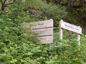 Glencoe wood