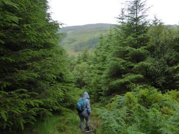 Glencoe wood