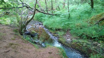 Glencoe wood