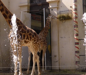 Zoo with giraf