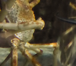 Aquarium big crab (2m)