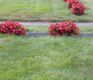 Cemetery with red flowers