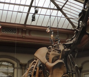 Museum für Naturkunde dinosaur
