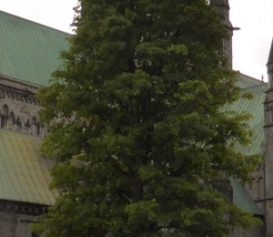 Cathedral of Trondheim