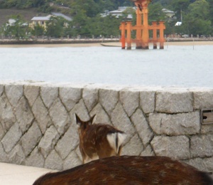 Deer in the island