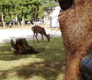 Selfie with deer. He rocks! :D