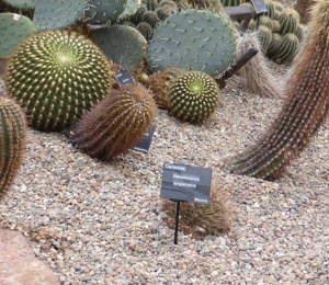 Duthie Park cactus