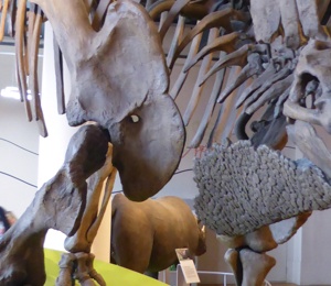 Skeleton of Stegosaurus
