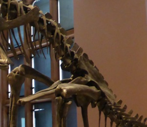Kelvingrove Museum - skelton of velociraptor
